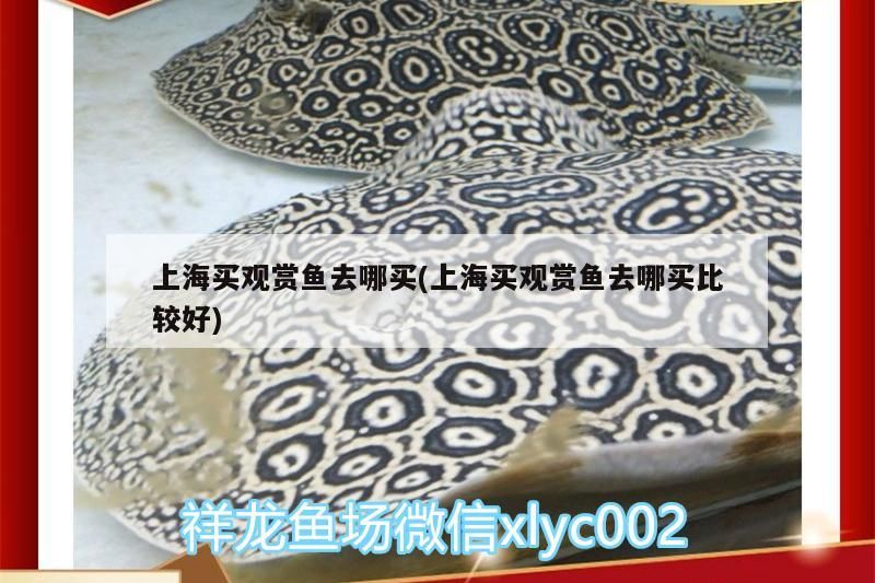 上海買觀賞魚去哪買(上海買觀賞魚去哪買比較好)（上海買觀賞魚去哪買）