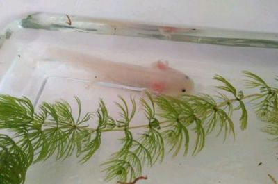 六角恐龍魚算風水魚嗎：六角恐龍魚的種類及寓意，六角恐龍魚的繁殖方法