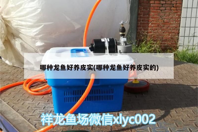 魚缸過濾器選購指南:自制魚缸過濾器魚缸上置過濾器對于養魚愛好者的必備知識 哪種龍魚好養皮實(哪種龍魚好養皮實的)(哪種龍魚好養皮實) 觀賞魚百科 哪種龍魚好養皮實(哪種龍魚好養皮實的)(哪種龍魚好養皮實) 哪種龍魚好養皮實(哪種龍魚好養皮實的)(哪種龍魚好養皮實) 觀賞魚百科