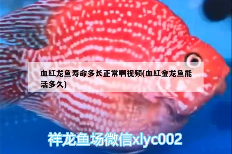 血紅龍魚壽命多長正常啊視頻(血紅金龍魚能活多久)（血紅龍魚壽命多長正常啊）