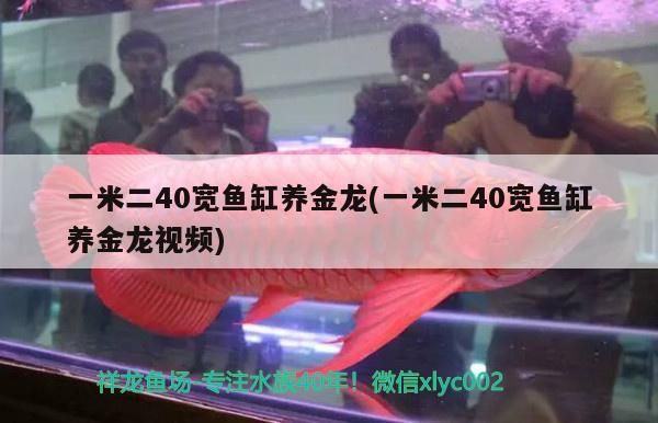 一米二40寬魚缸養金龍(一米二40寬魚缸養金龍視頻)（一米二40寬魚缸養金龍） 一米二40寬魚缸養金龍(一米二40寬魚缸養金龍視頻)（一米二40寬魚缸養金龍） 觀賞魚百科