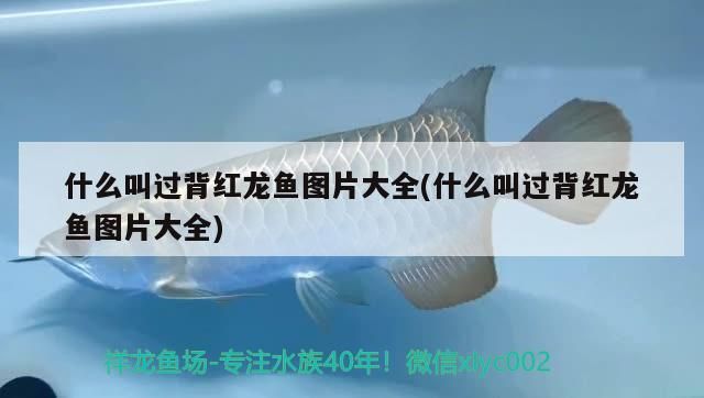 高背金龍魚 什么叫過背紅龍魚圖片大全(什么叫過背紅龍魚圖片大全)(關于龍魚過背紅龍魚的一些小知識) 觀賞魚百科 什么叫過背紅龍魚圖片大全(什么叫過背紅龍魚圖片大全)(關于龍魚過背紅龍魚的一些小知識) 什么叫過背紅龍魚圖片大全(什么叫過背紅龍魚圖片大全)(關于龍魚過背紅龍魚的一些小知識) 觀賞魚百科