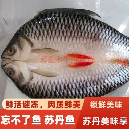 馬來忘不了魚是什么魚價格（馬來忘不了魚是什么魚）
