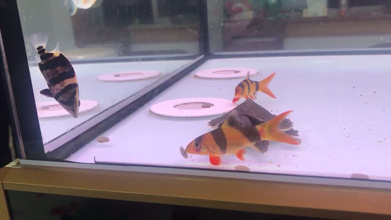 莆田觀賞魚市場豬八戒龍魚圈(莆田觀賞魚市場豬八戒龍魚圈是一個充滿活力和專業的交易場所) 觀賞魚百科 第1張 莆田觀賞魚市場豬八戒龍魚圈(莆田觀賞魚市場豬八戒龍魚圈是一個充滿活力和專業的交易場所) 莆田觀賞魚市場豬八戒龍魚圈(莆田觀賞魚市場豬八戒龍魚圈是一個充滿活力和專業的交易場所) 觀賞魚百科 第1張
