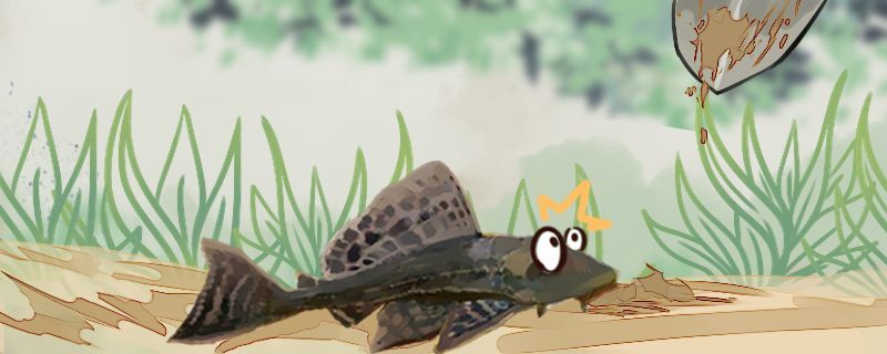 龍魚 北京觀賞魚市場批發價格表圖片( 北京觀賞魚市場批發價格表圖片及價格)(北京花鳥魚市場批發價格表) 觀賞魚百科 北京觀賞魚市場批發價格表圖片( 北京觀賞魚市場批發價格表圖片及價格)(北京花鳥魚市場批發價格表) 北京觀賞魚市場批發價格表圖片( 北京觀賞魚市場批發價格表圖片及價格)(北京花鳥魚市場批發價格表) 觀賞魚百科