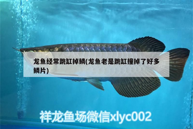 龍魚經(jīng)常跳缸掉鱗(龍魚老是跳缸撞掉了好多鱗片)（龍魚掉鱗怎么辦）
