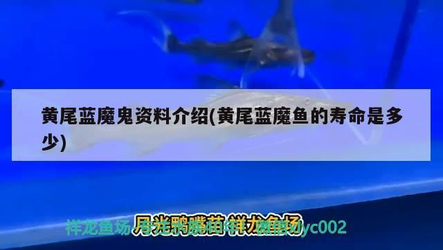 黃尾藍魔鬼資料介紹(黃尾藍魔魚的壽命是多少)（又好養(yǎng)又好看的十大海水魚）