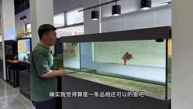 馬來西亞小紅龍（馬來西亞小紅龍的價格）