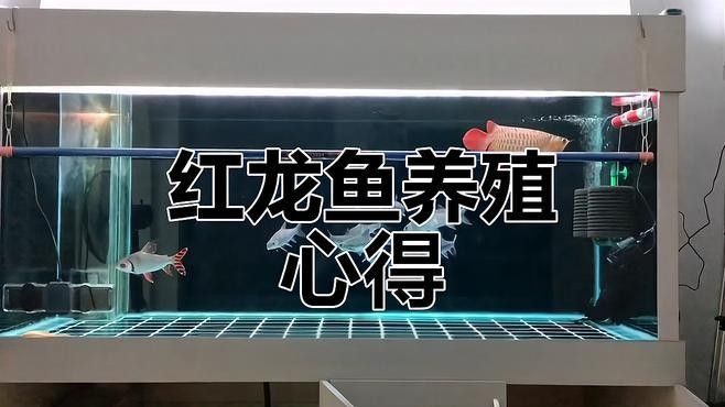 馬來西亞小紅龍（馬來西亞小紅龍的價格）