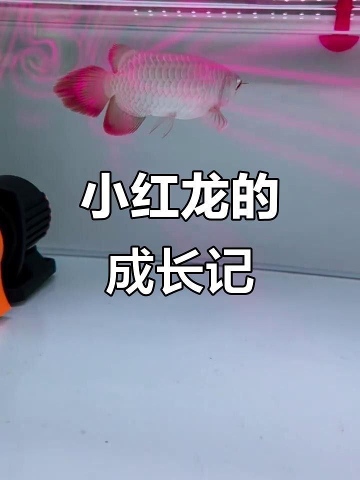 馬來西亞小紅龍（馬來西亞小紅龍的價格）