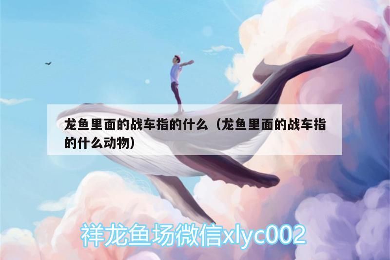 龍魚里面的戰車指的什么(龍魚里面的戰車指的什么動物) 觀賞魚百科 第1張 龍魚里面的戰車指的什么(龍魚里面的戰車指的什么動物) 龍魚里面的戰車指的什么(龍魚里面的戰車指的什么動物) 觀賞魚百科 第1張