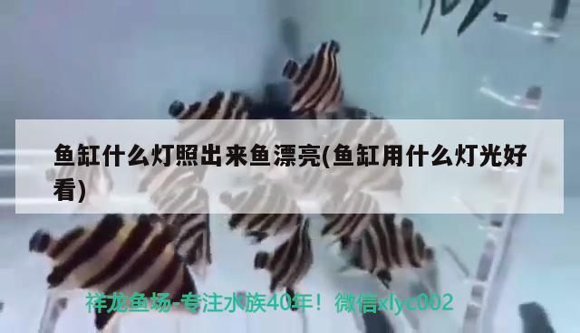 魚缸什么燈照出來魚漂亮(魚缸用什么燈光好看)（金魚缸照明燈大全）