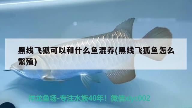 黑線飛狐可以和什么魚混養(yǎng)(黑線飛狐魚怎么繁殖)（黑線飛狐可以和什么魚混養(yǎng)）