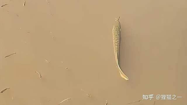 銀龍魚多少錢一條50公分（銀龍魚多少錢一條） 銀龍魚多少錢一條50公分（銀龍魚多少錢一條） 觀賞魚百科 第4張