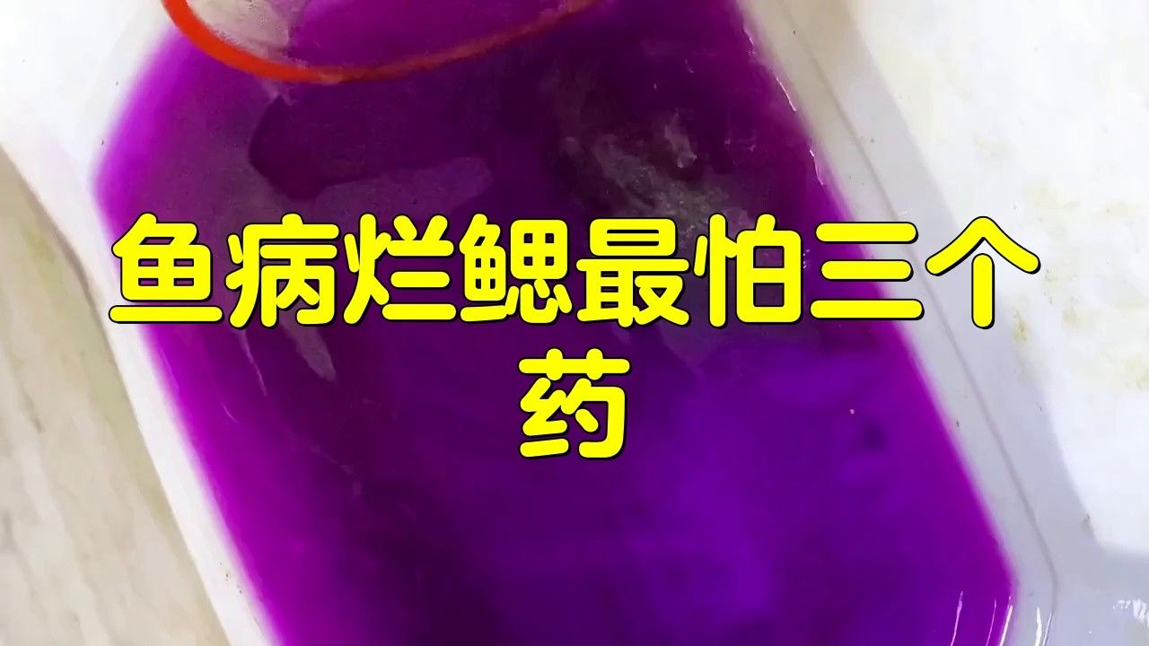 南美魚病最怕三個東西（經濟學徒聽,如何預防南美魚病?）