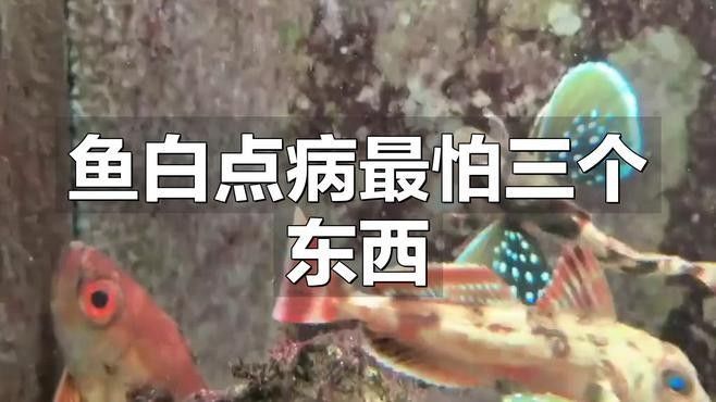 南美魚病最怕三個東西（經濟學徒聽,如何預防南美魚病?）