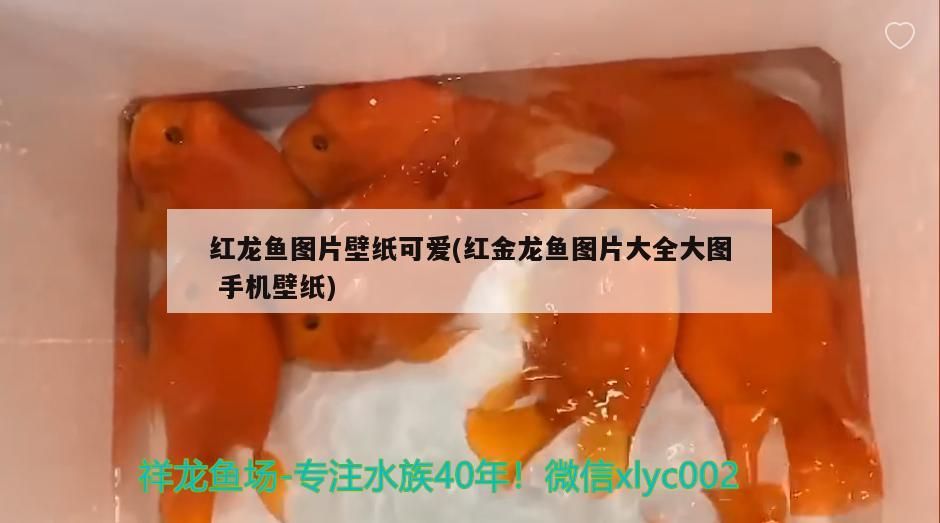 紅龍魚圖片壁紙可愛(紅金龍魚圖片大全大圖手機壁紙) 紅龍魚圖片壁紙可愛(紅金龍魚圖片大全大圖手機壁紙) 觀賞魚百科