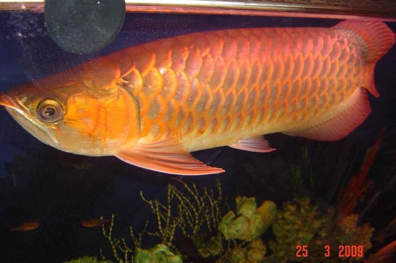金頭過背金龍魚最忌三種食物（養(yǎng)龍須知:避開三大禁忌,實(shí)現(xiàn)輕松養(yǎng)龍魚生科技） 金頭過背金龍魚最忌三種食物（養(yǎng)龍須知:避開三大禁忌,實(shí)現(xiàn)輕松養(yǎng)龍魚生科技） 觀賞魚百科 第4張