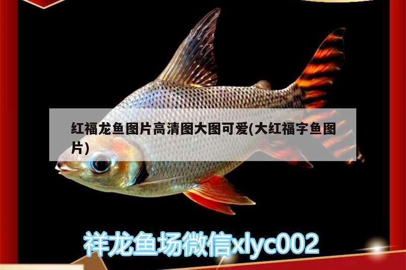 魚缸過濾器選購指南:自制魚缸過濾器魚缸上置過濾器對于養魚愛好者的必備知識 紅福龍魚圖片高清圖大圖可愛(大紅福字魚圖片)(《創造與魔法》紅福龍魚圖片高清圖大圖可愛) 觀賞魚百科 紅福龍魚圖片高清圖大圖可愛(大紅福字魚圖片)(《創造與魔法》紅福龍魚圖片高清圖大圖可愛) 紅福龍魚圖片高清圖大圖可愛(大紅福字魚圖片)(《創造與魔法》紅福龍魚圖片高清圖大圖可愛) 觀賞魚百科