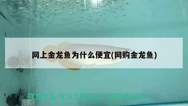 魚缸過濾器選購指南:自制魚缸過濾器魚缸上置過濾器對于養魚愛好者的必備知識 網上金龍魚為什么便宜(網購金龍魚) 觀賞魚百科 網上金龍魚為什么便宜(網購金龍魚) 網上金龍魚為什么便宜(網購金龍魚) 觀賞魚百科