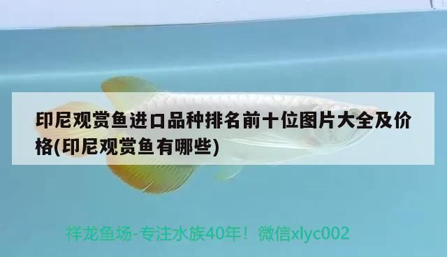 印尼觀賞魚進口品種排名前十位圖片大全及價格(印尼觀賞魚有哪些)（印尼觀賞魚進口品種排名前十位圖片大全） 印尼觀賞魚進口品種排名前十位圖片大全及價格(印尼觀賞魚有哪些)（印尼觀賞魚進口品種排名前十位圖片大全） 觀賞魚百科