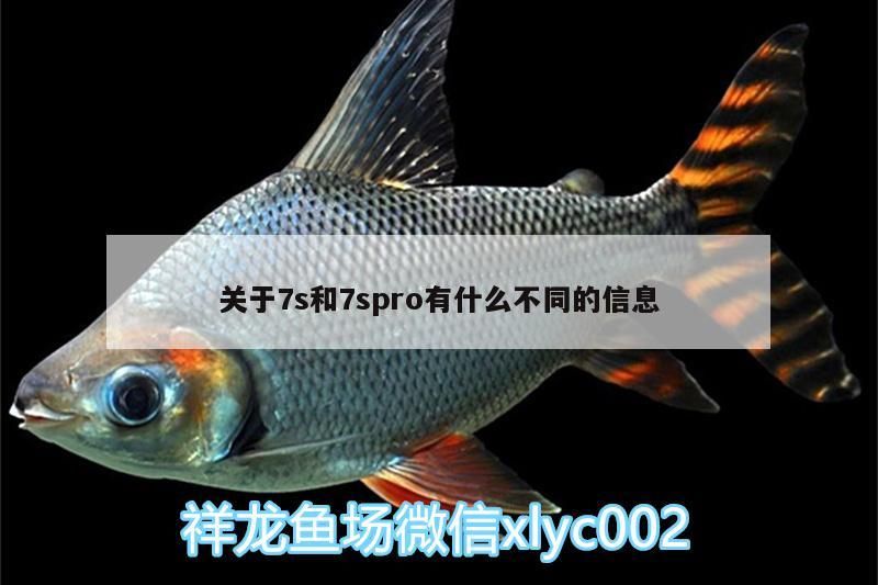 關于7s和7spro有什么不同的信息（7s和7spro有什么不一樣） 關于7s和7spro有什么不同的信息（7s和7spro有什么不一樣） 觀賞魚百科