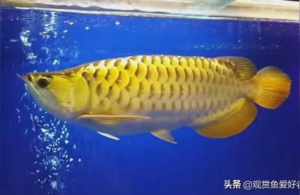 龍魚魚糧:龍魚吃什么飼料小魚（龍魚吃什么飼料）