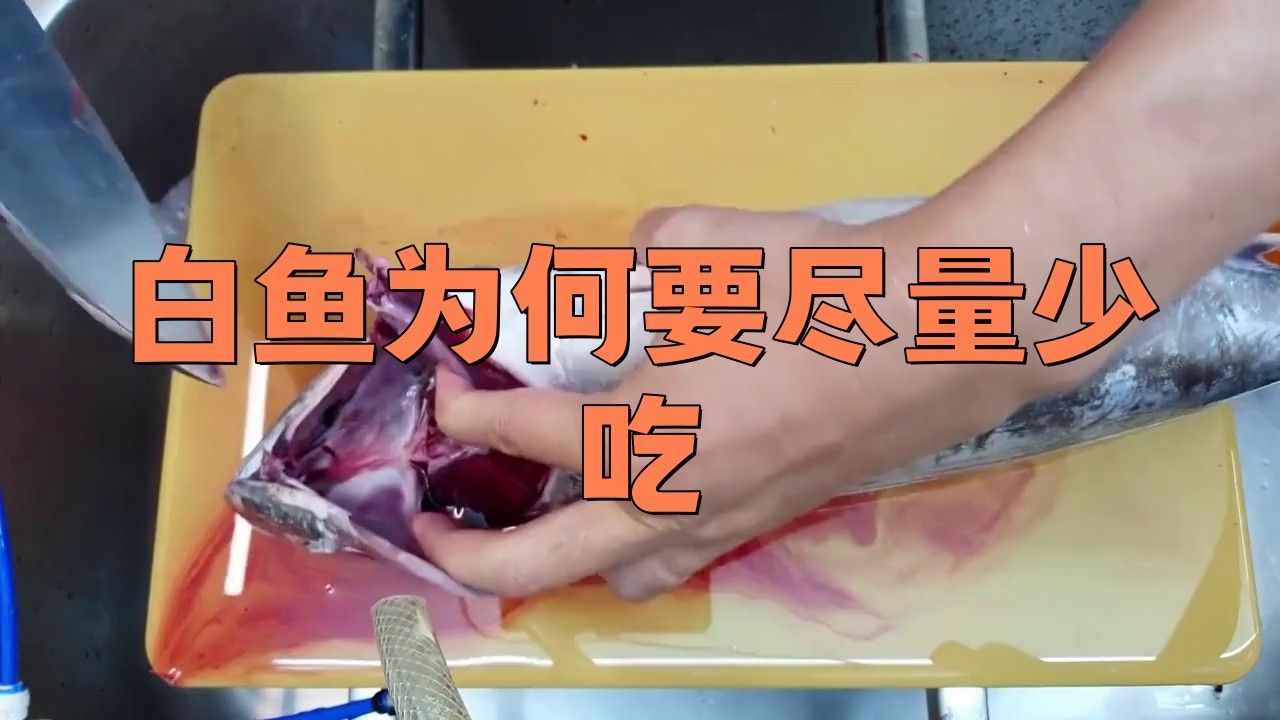 長白龍魚為何要少吃（白魚為何要少吃）
