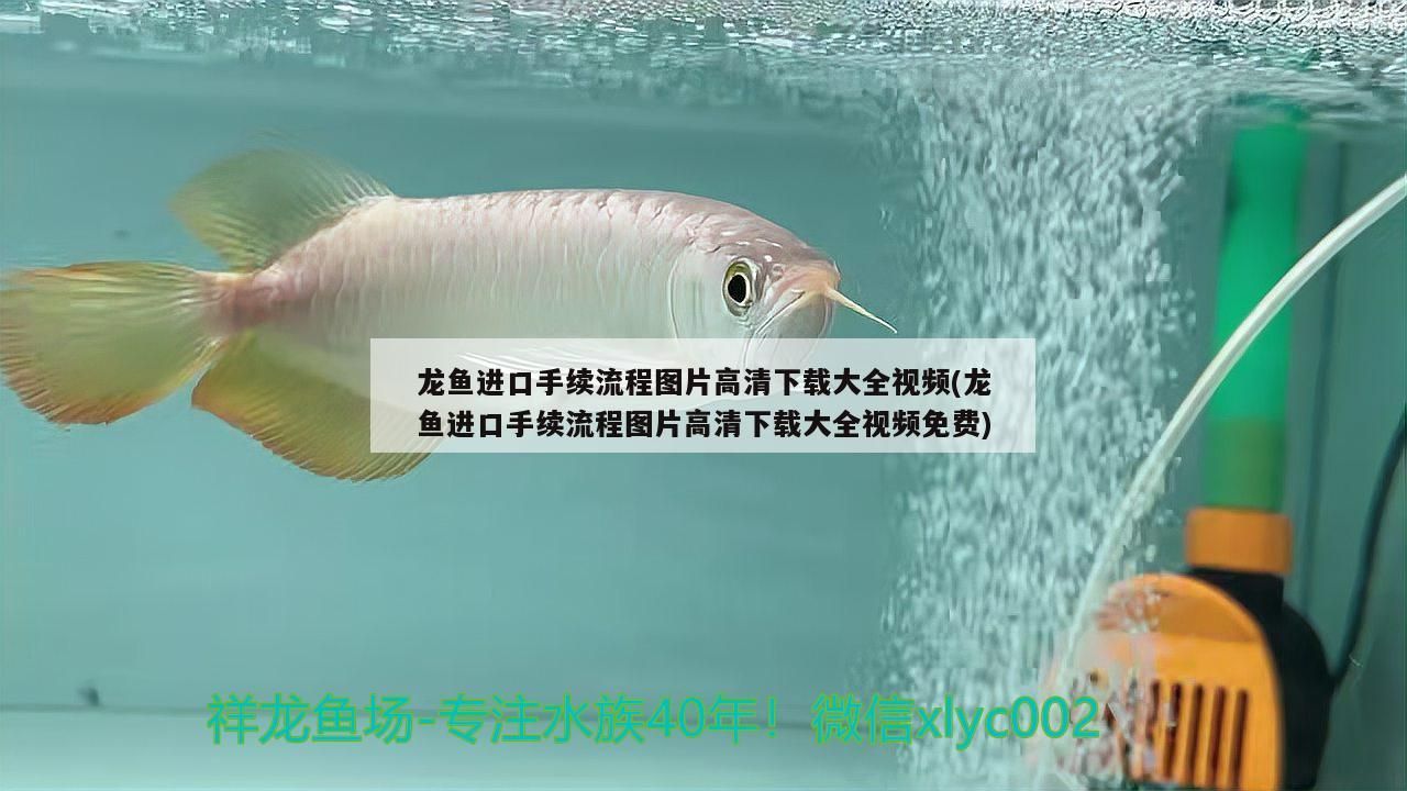 龍魚進(jìn)口手續(xù)流程圖片高清下載大全視頻(龍魚進(jìn)口手續(xù)流程圖片高清下載大全視頻免費(fèi))（龍魚進(jìn)口手續(xù)流程圖片高清下載大全視頻）