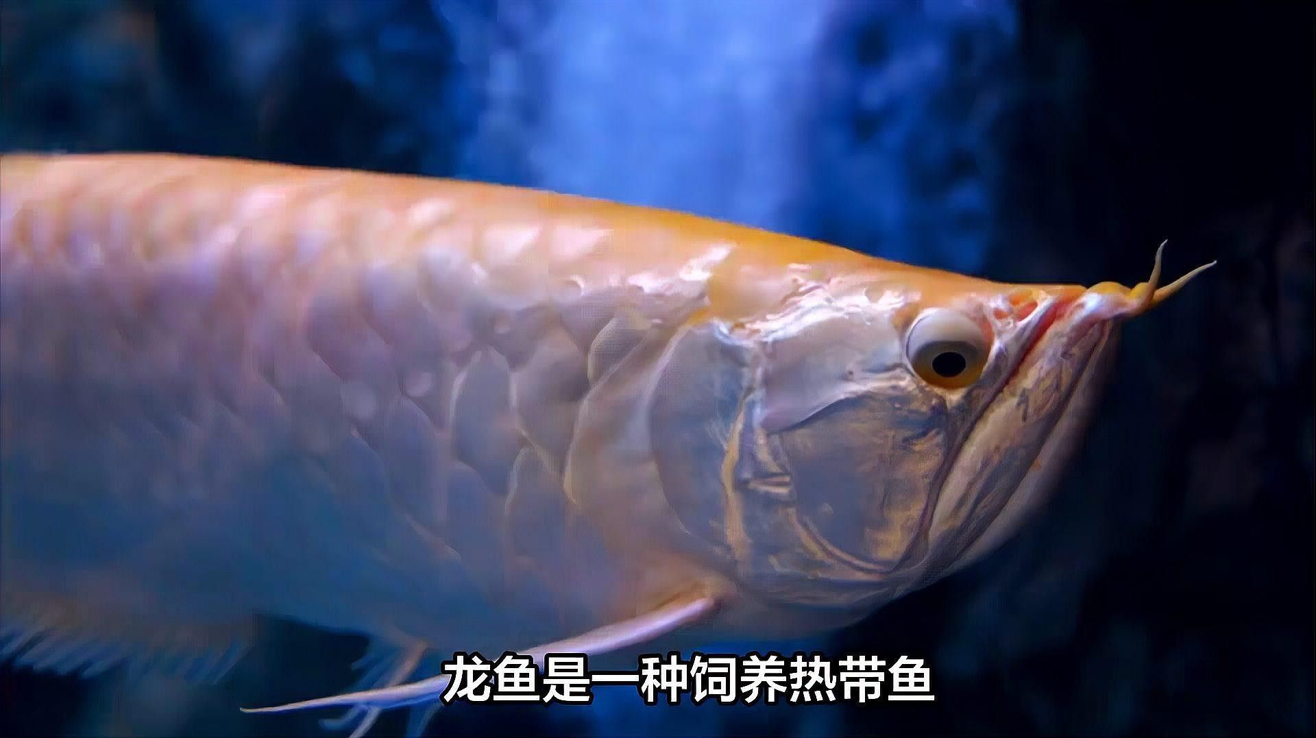 旅順龍魚(yú)（關(guān)于旅順龍魚(yú)的介紹） 旅順龍魚(yú)（關(guān)于旅順龍魚(yú)的介紹） 觀賞魚(yú)百科 第8張