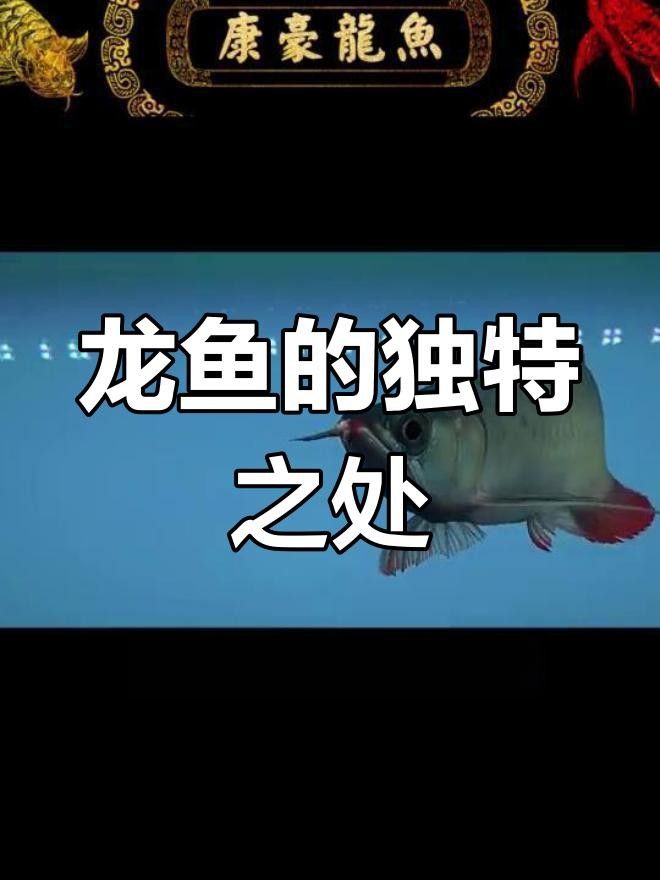 旅順龍魚(yú)（關(guān)于旅順龍魚(yú)的介紹） 旅順龍魚(yú)（關(guān)于旅順龍魚(yú)的介紹） 觀賞魚(yú)百科 第10張
