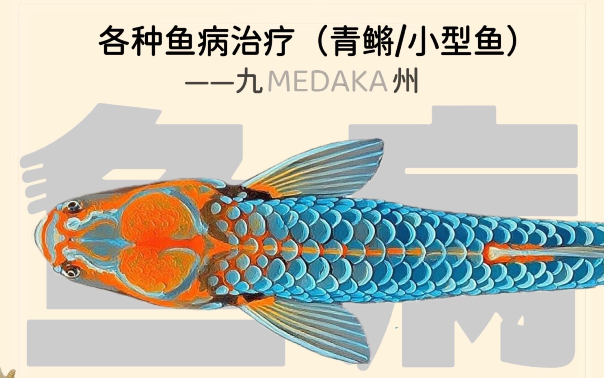 魚的病有哪些種類（莊戶人水族魚有這幾種表現不是水霉就是白點最簡單有效） 魚的病有哪些種類（莊戶人水族魚有這幾種表現不是水霉就是白點最簡單有效） 觀賞魚百科 第7張