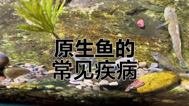 魚的病有哪些種類（莊戶人水族魚有這幾種表現不是水霉就是白點最簡單有效） 魚的病有哪些種類（莊戶人水族魚有這幾種表現不是水霉就是白點最簡單有效） 觀賞魚百科 第10張