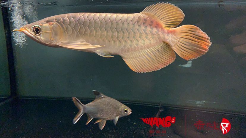 性價比之王(中山魚友飼養的赤元素精品,性價比之王是一個關鍵概念) 觀賞魚百科 第1張 性價比之王(中山魚友飼養的赤元素精品,性價比之王是一個關鍵概念) 性價比之王(中山魚友飼養的赤元素精品,性價比之王是一個關鍵概念) 觀賞魚百科 第1張