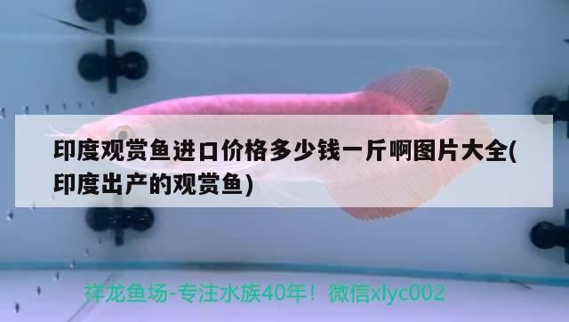 性價比之王(中山魚友飼養的赤元素精品,性價比之王是一個關鍵概念) 觀賞魚百科 第3張 性價比之王(中山魚友飼養的赤元素精品,性價比之王是一個關鍵概念) 性價比之王(中山魚友飼養的赤元素精品,性價比之王是一個關鍵概念) 觀賞魚百科 第3張