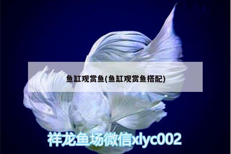 飛鳳魚 魚缸觀賞魚(魚缸觀賞魚搭配)(魚缸觀賞魚的搭配) 觀賞魚百科 魚缸觀賞魚(魚缸觀賞魚搭配)(魚缸觀賞魚的搭配) 魚缸觀賞魚(魚缸觀賞魚搭配)(魚缸觀賞魚的搭配) 觀賞魚百科