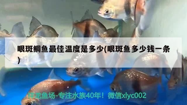 眼斑鯛魚最佳溫度是多少(眼斑魚多少錢一條)（眼斑麗魚最佳溫度是多少） 眼斑鯛魚最佳溫度是多少(眼斑魚多少錢一條)（眼斑麗魚最佳溫度是多少） 觀賞魚百科