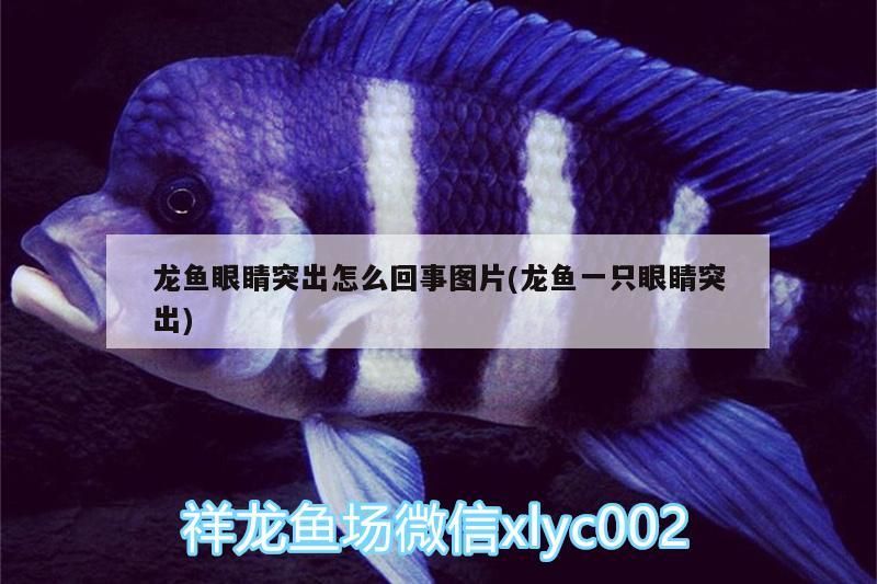 龍魚眼睛突出怎么回事圖片(龍魚一只眼睛突出)（種龍魚眼睛突出怎么回事圖片） 龍魚眼睛突出怎么回事圖片(龍魚一只眼睛突出)（種龍魚眼睛突出怎么回事圖片） 觀賞魚百科