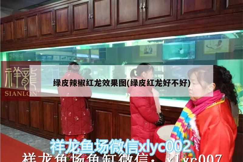 綠皮辣椒紅龍效果圖(綠皮紅龍好不好)