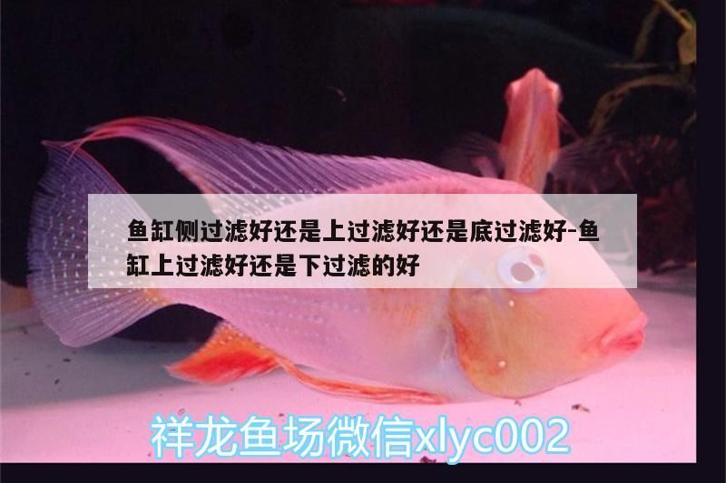 魚缸側過濾好還是上過濾好還是底過濾好:魚缸上過濾好還是下過濾的好（魚缸上濾好還是上過濾好） 魚缸側過濾好還是上過濾好還是底過濾好:魚缸上過濾好還是下過濾的好（魚缸上濾好還是上過濾好） 觀賞魚百科
