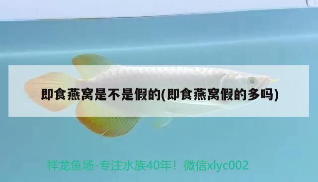 10公分龍魚吃什么（20公分金龍魚吃什么）（10公分金龍魚吃什么） 10公分龍魚吃什么（20公分金龍魚吃什么）（10公分金龍魚吃什么） 觀賞魚百科