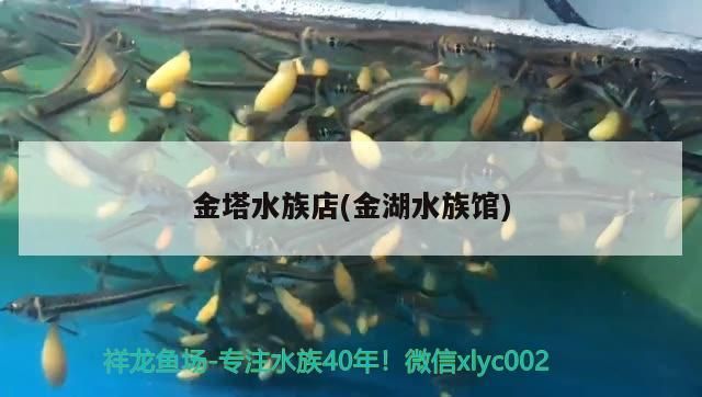 紅龍魚用黃燈烤有用嗎 金塔水族店(金湖水族館)(上海各大花鳥市場地址) 觀賞魚百科 金塔水族店(金湖水族館)(上海各大花鳥市場地址) 金塔水族店(金湖水族館)(上海各大花鳥市場地址) 觀賞魚百科