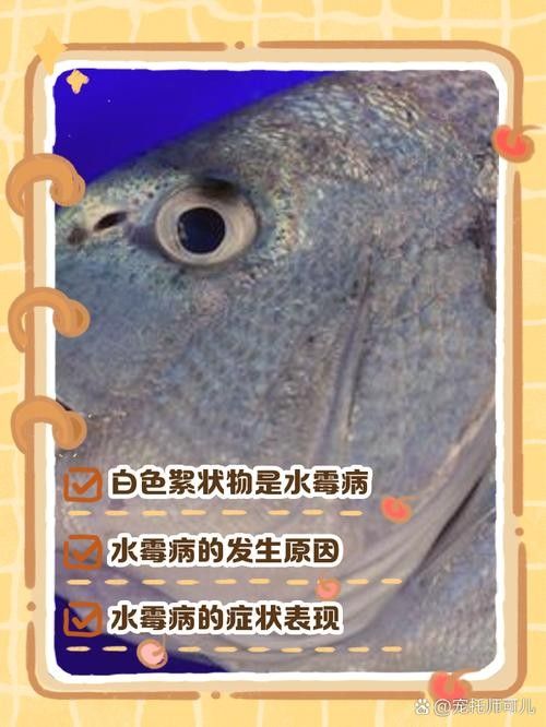 魚嘴有白色米粒狀圖片（魚嘴上出現白色米粒狀物質） 魚嘴有白色米粒狀圖片（魚嘴上出現白色米粒狀物質） 觀賞魚百科 第1張