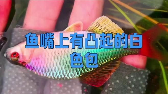 魚嘴有白色米粒狀圖片（魚嘴上出現白色米粒狀物質） 魚嘴有白色米粒狀圖片（魚嘴上出現白色米粒狀物質） 觀賞魚百科 第8張