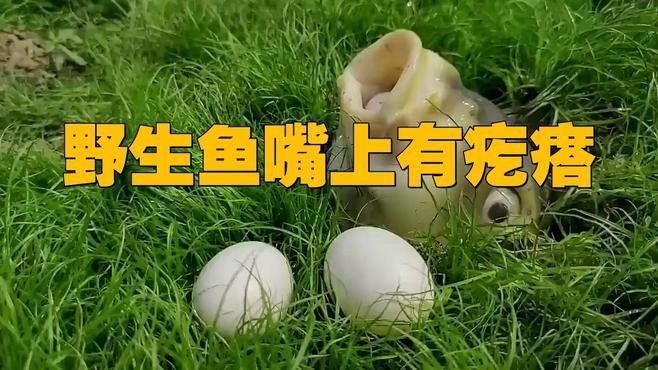 魚嘴有白色米粒狀圖片（魚嘴上出現白色米粒狀物質） 魚嘴有白色米粒狀圖片（魚嘴上出現白色米粒狀物質） 觀賞魚百科 第7張
