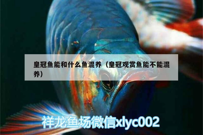 皇冠魚能和什么魚混養(yǎng)（皇冠觀賞魚能不能混養(yǎng)）（紅尾皇冠魚可以和什么魚混養(yǎng)）