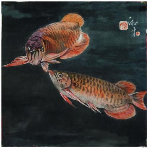 魚金龍(觀賞魚金龍紅龍魚紅龍魚掉鱗片分析原因有哪些) 觀賞魚百科 第6張 魚金龍(觀賞魚金龍紅龍魚紅龍魚掉鱗片分析原因有哪些) 魚金龍(觀賞魚金龍紅龍魚紅龍魚掉鱗片分析原因有哪些) 觀賞魚百科 第6張