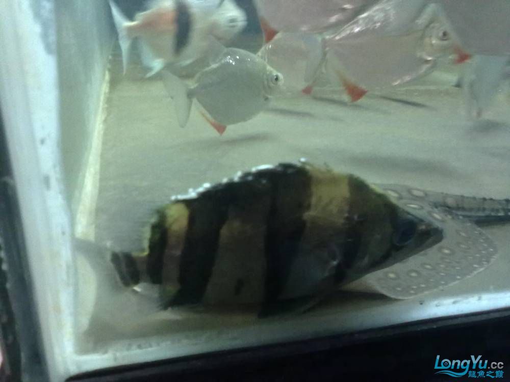 老虎上面長白色是什么?(老虎上面長白色的是什么病?) 觀賞魚百科 第2張 老虎上面長白色是什么?(老虎上面長白色的是什么病?) 老虎上面長白色是什么?(老虎上面長白色的是什么病?) 觀賞魚百科 第2張