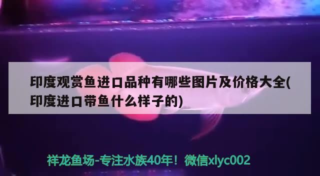 印度觀賞魚進口品種有哪些圖片及價格大全(印度進口帶魚什么樣子的)（印度觀賞魚進口品種）