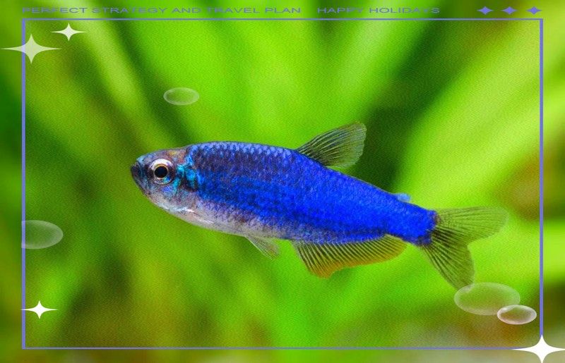 常見的藍色觀賞魚品種（常見的藍色觀賞魚品種介紹）